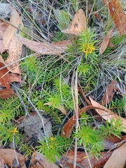 Persoonia chamaepeuce