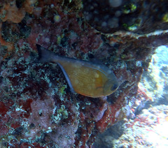 Pempheris vanicolensis