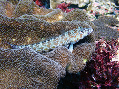 Parapercis millepunctata