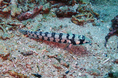 Parapercis tetracantha