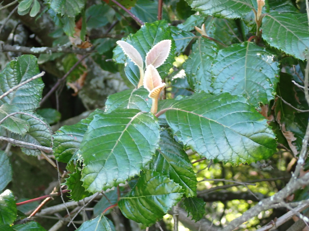 Assegai tree in November 2025 by Kevin Balkwill · iNaturalist