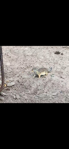 Rio Grande Ground Squirrel observed by ceciliorod999