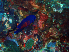 Centropyge bispinosa