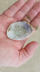 Venerupis largillierti