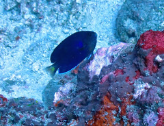 Centropyge fisheri