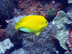 Apolemichthys trimaculatus
