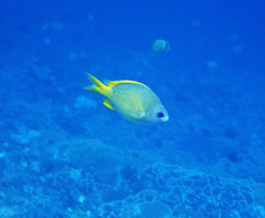 Chromis analis