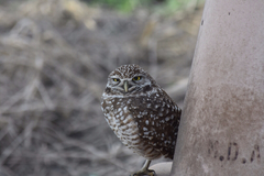 Athene cunicularia floridana