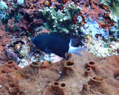 Pycnochromis margaritifer