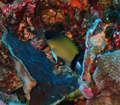 Pycnochromis retrofasciatus