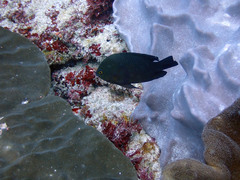 Neoglyphidodon crossi