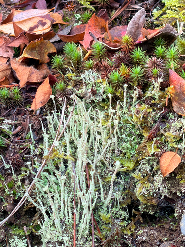 Cladonia cornuta