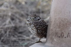 Athene cunicularia floridana