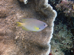 Pomacentrus amboinensis