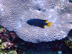 Pomacentrus philippinus