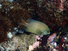 Pomacentrus imitator