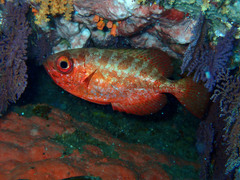 Heteropriacanthus carolinus