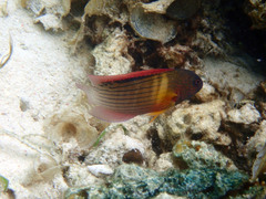 Labracinus cyclophthalmus
