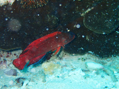 Labracinus cyclophthalmus