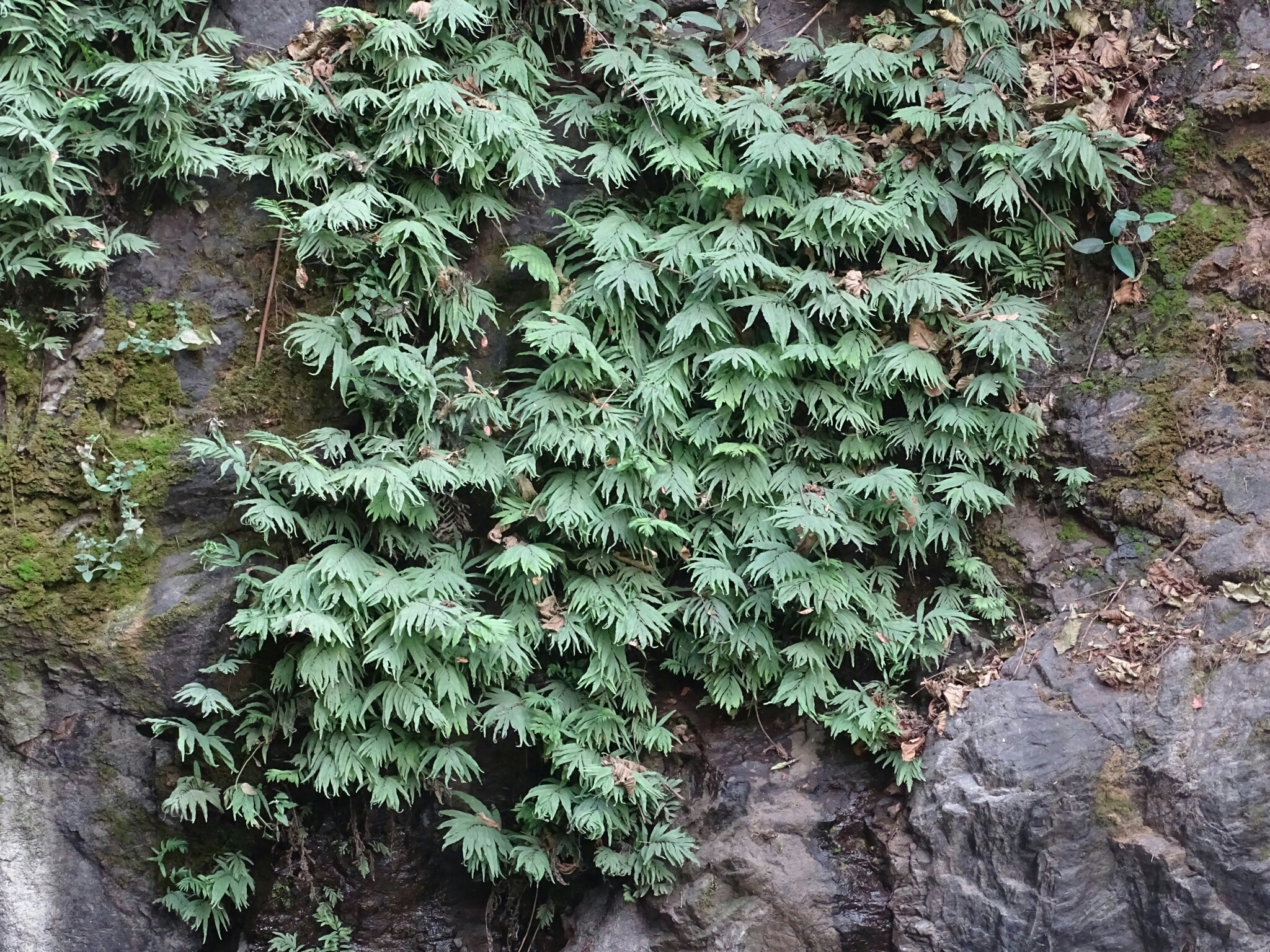 Asplenium emarginatum P.Beauv. 2