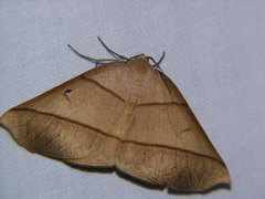 Systatica xanthastis