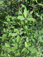 Olearia fragrantissima
