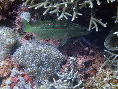 Anyperodon leucogrammicus