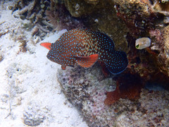 Cephalopholis cyanostigma