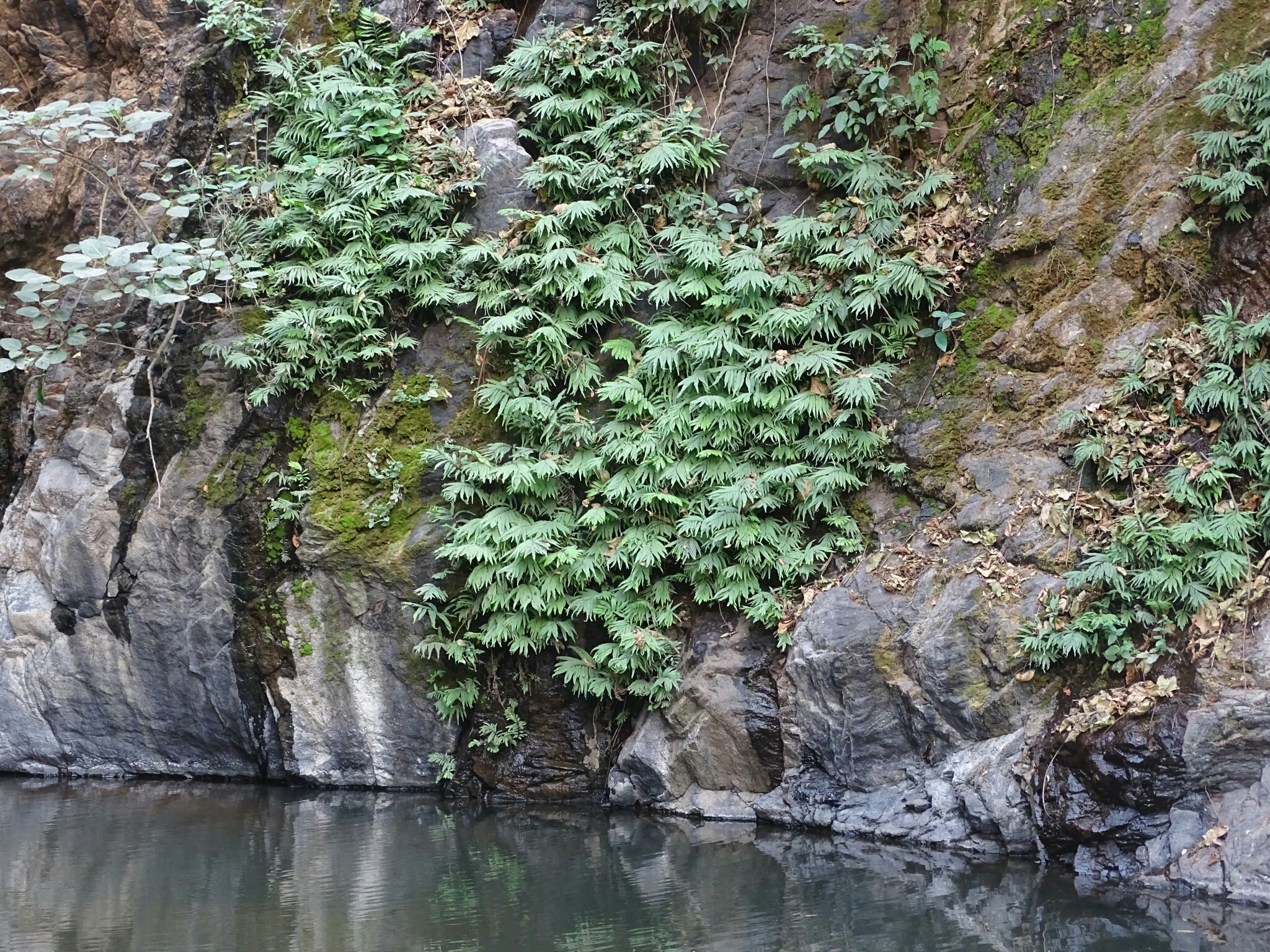Asplenium emarginatum P.Beauv. 3