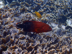 Cephalopholis urodeta