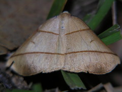 Systatica xanthastis