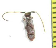 Eunidia subtergrisea