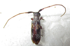 Eunidia subtergrisea