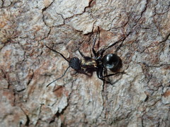 Polyrhachis ornata