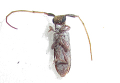 Eunidia subtergrisea