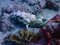 Epinephelus spilotoceps