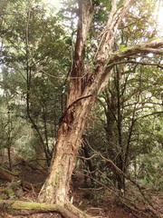 Olearia fragrantissima