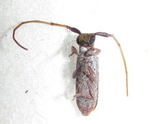 Eunidia subtergrisea