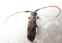 Eunidia subtergrisea