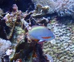 Pseudanthias huchtii