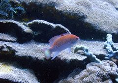 Pseudanthias luzonensis