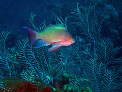 Pseudanthias