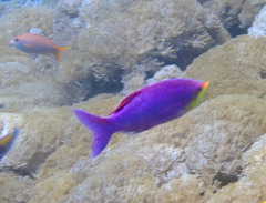 Mirolabrichthys tuka