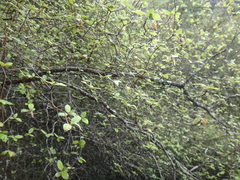 Olearia fragrantissima