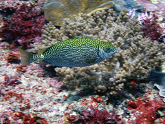 Siganus spinus