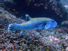 Arothron caeruleopunctatus