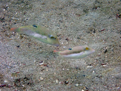 Canthigaster bennetti