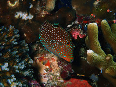 Canthigaster papua