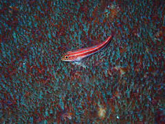 Helcogramma striata