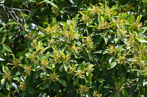 Bruguiera parviflora observed 2025-10-11